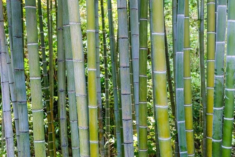 moso-bamboo-forest